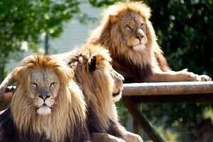 Foto-Lion-Country-Safari