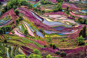 рисовые террасы в китае